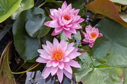 Nymphaea „Tan Kwhan”