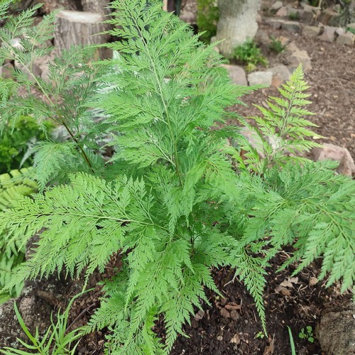 Onychium japonicum