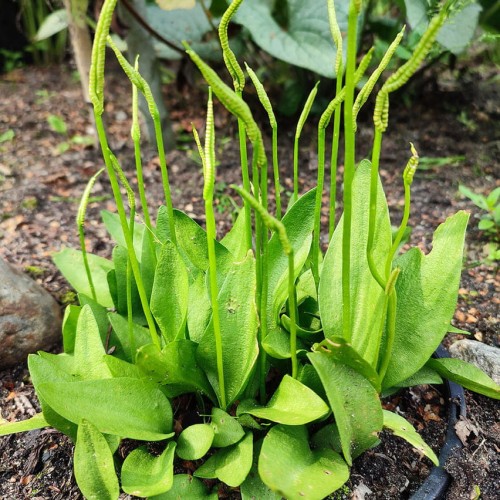 Ophioglossum vulgatum, fot. ER