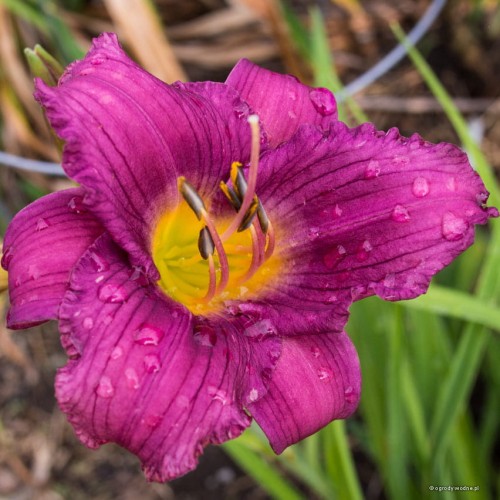 Hemerocallis "Little Grapette" fot flickr.com, użytkownik F.D.Richards , licencja CC