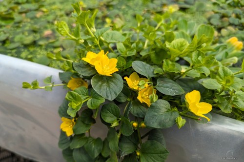 Lysimachia nummularia