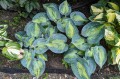 Hosta „Heat Wave”