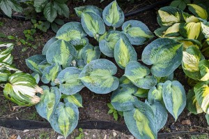 Hosta „Heat Wave” - funkia