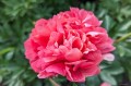 Paeonia "Lorelei"