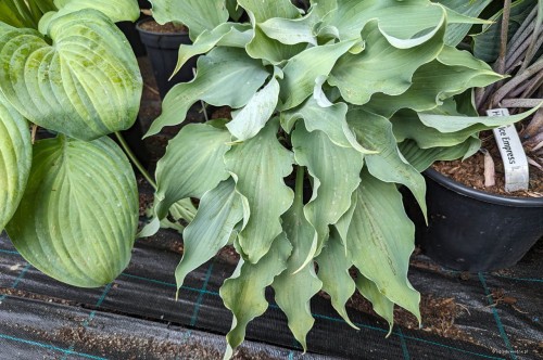 Hosta "Joy Ride"
