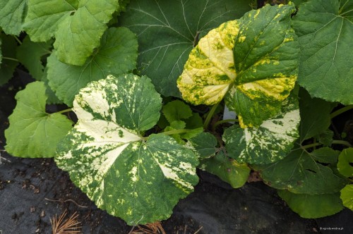 Petasites japonicus „Variegatus”