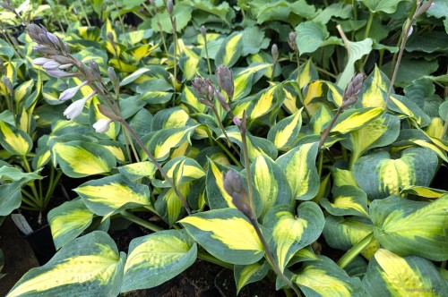 Hosta "Smash Hit"