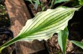 Hosta "Zebra Stripes"