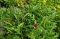 Cirsium rivulare "Atropurpureum"