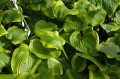 Hosta "Prairie Magic"
