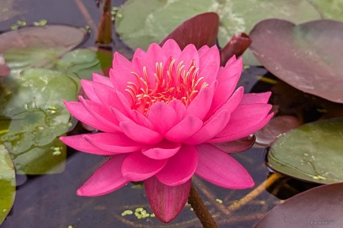 Nymphaea "Razzberry"