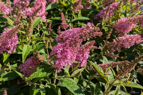 Buddleja davidii "Butterfly Candy Pink"