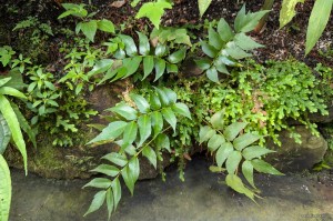 Cyrtomium falcatum - paprotnik sierpowaty