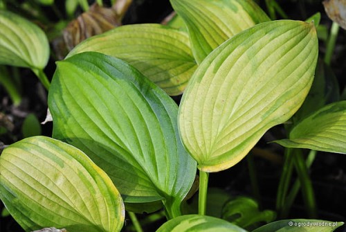 Hosta „Just So”