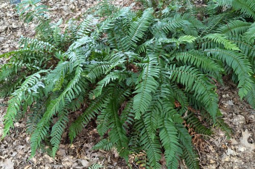 Polystichum munitum