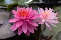 Nymphaea "Razzberry"