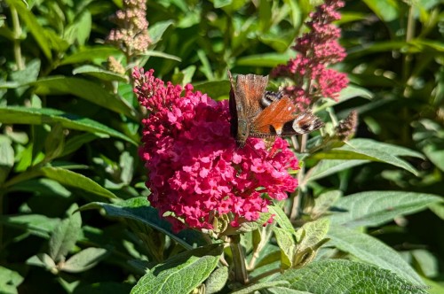 Buddleja davidii "Butterfly Candy Ruby"