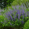 Baptisia "Blueberry Sundae", fot. dzięki uprzejmości Walters Gardens Inc.