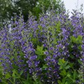 Baptisia "Blueberry Sundae", fot. dzięki uprzejmości Walters Gardens Inc.