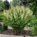 Baptisia "Vanilla Cream", fot. dzięki uprzejmości Walters Gardens Inc.
