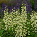Baptisia "Vanilla Cream", fot. dzięki uprzejmości Walters Gardens Inc.
