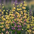 Baptisia "Pink Lemonade",  fot. dzięki uprzejmości Walters Gardens Inc.