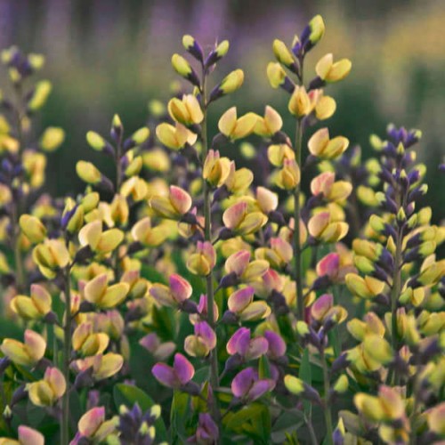 Baptisia "Pink Lemonade",  fot. dzięki uprzejmości Walters Gardens Inc.