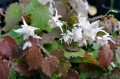 Epimedium pauciflorum
