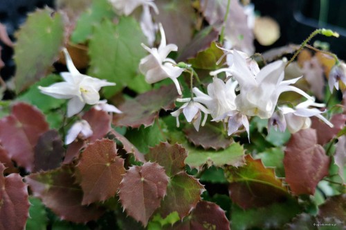 Epimedium pauciflorum