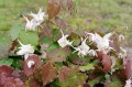 Epimedium pauciflorum