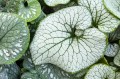 Brunnera "Sterling Silver"