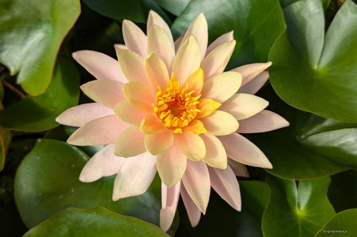 Nymphaea „Sunset Glow”