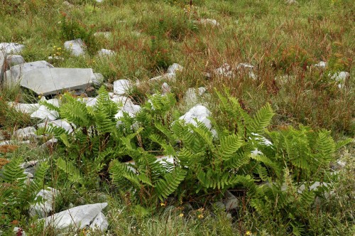 Osmunda claytoniana, fot. flickr.com, użytkownik Bahamut Chao, licencja CC