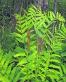 Osmunda claytoniana, fot. flickr.com, użytkownik James St. John, licencja CC