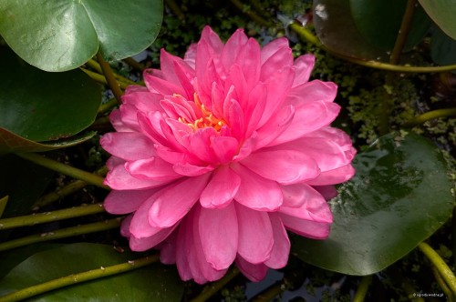 Nymphaea „Pigeon Blood”