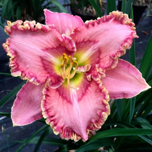 Hemerocallis "Princess Tutu"