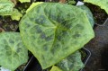 Podophyllum "Kaleidoscope", syn. Dysosma