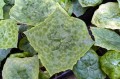 Podophyllum "Spotty Dotty"