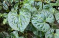 Beesia calthifolia