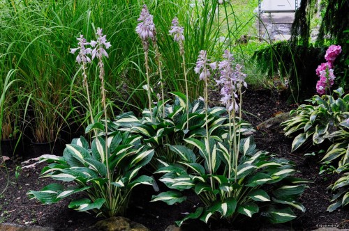 Hosta „White Bikini”