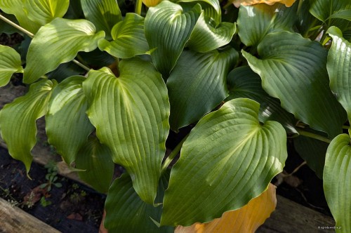 Hosta "Childhood Fantasy"