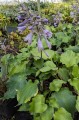 Hosta "Frisian Waving Steel"