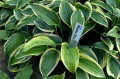 Hosta "Mama Mia"