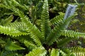 Polystichum neolobatum