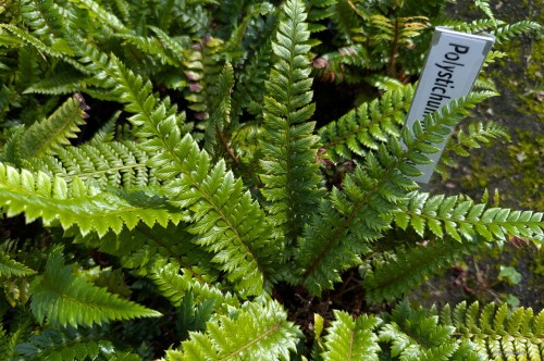 Polystichum neolobatum