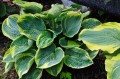 Hosta "Sugar Daddy"