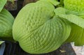 Hosta "Centerfold"
