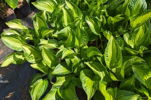 Hosta „Emerald Necklace” - funkia