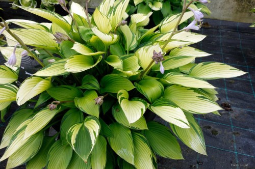 Hosta "June Fever"