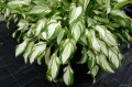 Hosta "Kiwi Spearmint"